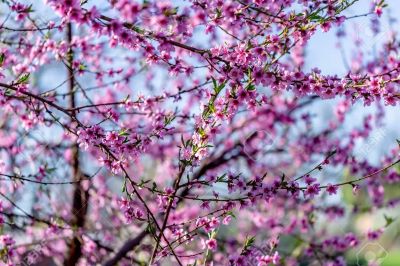 Alberi di pesco in fiore.jpg